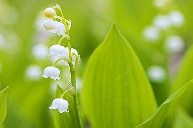 爱奇艺奇遇3免费好游戏推荐之《奇遇派对》